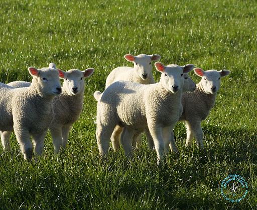 Lambs 8T014D-06.JPG